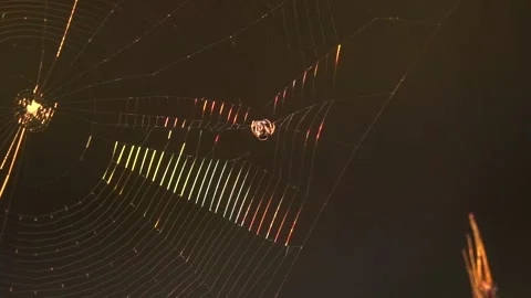 A spider web with a spider in the middle Stock Footage 291284761