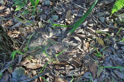 Spider web, spider net and pattern in a forest. Stock Photos