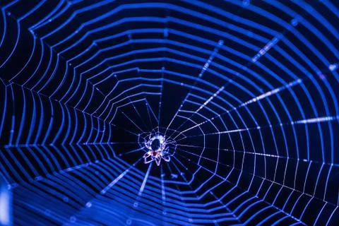 Spider web with spider onblue background Stock Photos