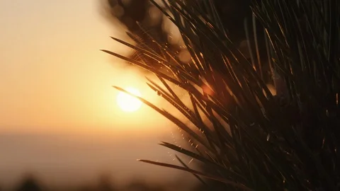 Spider web with spider on pine needles sways in wind an orange sunset Stock Footage 123383585