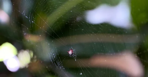 Spider Web, Spider Web in Rain Stock Footage 55869885