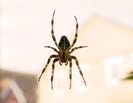 Spider on web Spider World Macro Close Ups Stock Photos