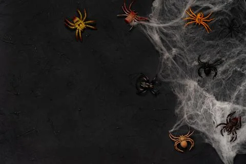 Spider web with spiders on a black background, Halloween, top view Stock Photos