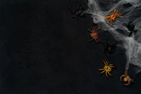 Spider web with spiders on a black background, Halloween, top view, copy space Stock Photos
