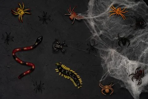 Spider web with spiders on a black background, Halloween, top view Foto stock