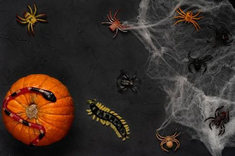 Spider web with spiders on a black background, Halloween, top view Stock Photos