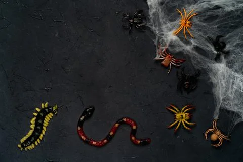 Spider web with spiders on a black background, Halloween, top view, copy space Stock Photos