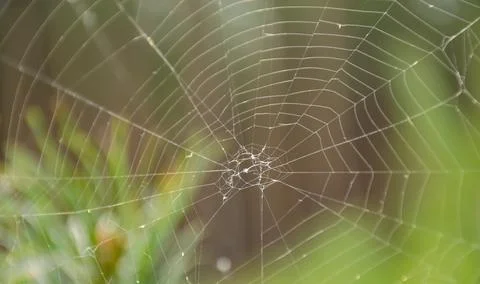 Spider web on spring branch, Spider Web against green forest background, Clos Stock Photos