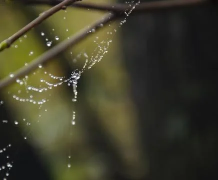 Spider web on spring branch, Spider web with raindrops, Selective focus. Drop Stock Photos