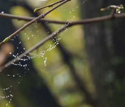 Spider web on spring branch, Spider web with raindrops, Selective focus. Drop Stock Photos