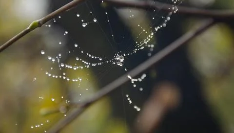 Spider web on spring branch, Spider web with raindrops, Selective focus. Drop Stock Photos