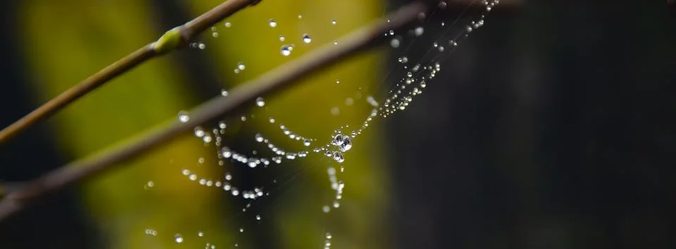Spider web on spring branch, Spider web with raindrops, Selective focus. Drop Stock Photos