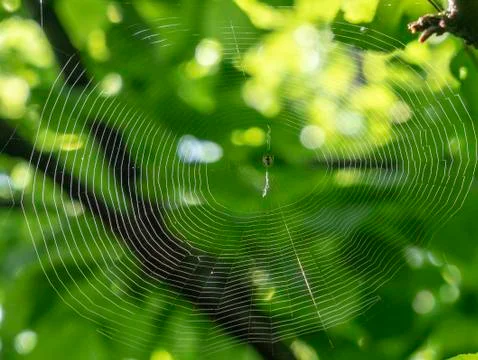 Spider web in spring forest close-upspider web on the leaf with fresh dew of Stock Photos