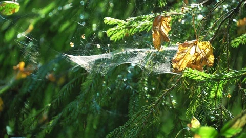 Spider web in spruce branches Stock Footage 115089361