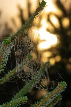 Spider web on spruce tree Stock Photos