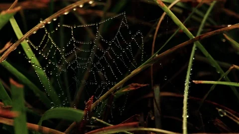 Spider web sprung on grass. Video stock 97487503