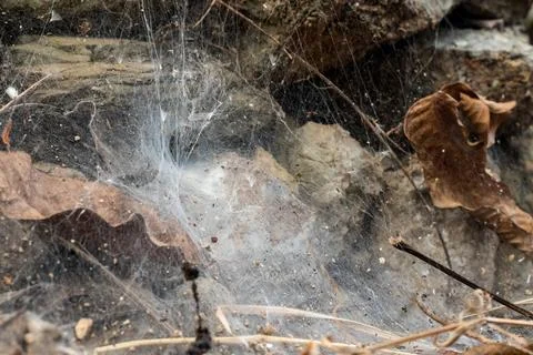 Spider web on stones and field soil Stock Photos