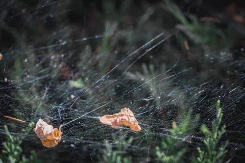 Spider web stretched across dark evergreen foliage with dry leaves caught i.. Foto stock