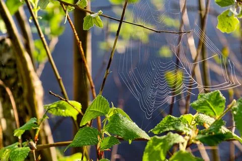 A spider web is stretched between branches of green plants near water. The mo Stockfoto's