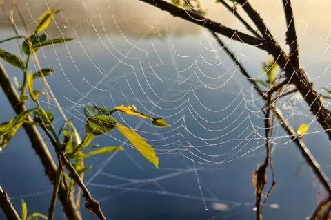 A spider web is stretched between branches with dew drops visible. The water  Stockfoto's