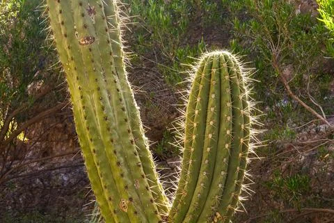 Spider web stretched between the trunk and arm of a cactus. Stock Photos