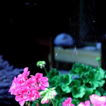 A spider on a web stretched over geraniums in the garden Stock Photos