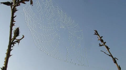 Spider web stretched on stems in dew against the sky Stock Footage 141073935