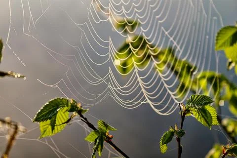 A spider web stretches between branches in the early morning. Dew glistens on Stock Photos
