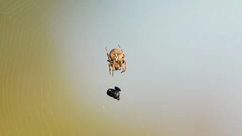 Spider on Web with Struggling Prey in Forest on a Sunny Spring Day Stock Footage 316295856