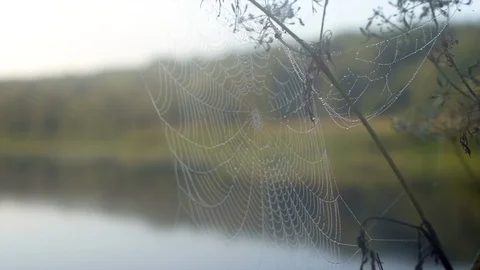 Spider web stuck to dry plant against beautiful river macro Stock Footage 116597837