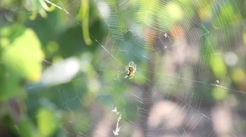 Spider on the web, summer day, wine, sunlight, nature Stock Footage 40629504