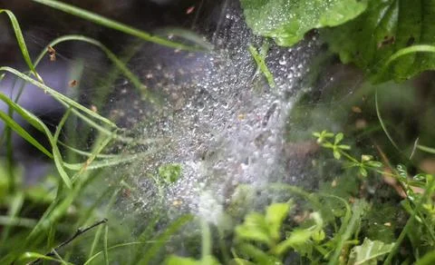 Spider web in summer in the forest with dew drops Stock Photos
