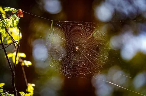 Spider web in the summer forest Stock Photos