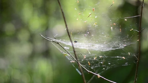Spider web in the summer forest. Rays of light break through the trees Stock Footage 124272037