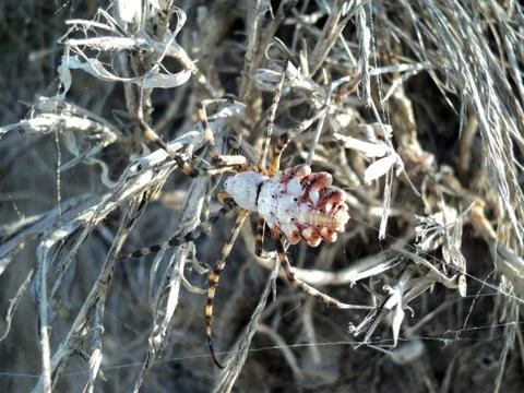 Spider on the web in the summer Stock Photos