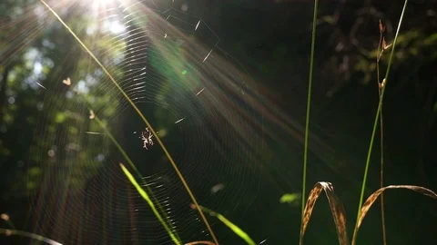 Spider web with sun beams Nature background Stock Footage 80660785