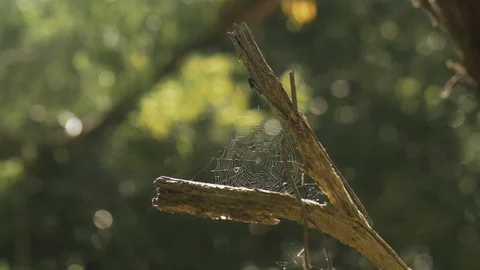 Spider Web Sun 스톡 동영상 129796742