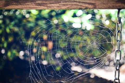A spider web with the sun in front Stock Photos
