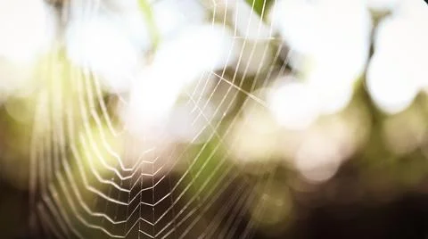 Spider web in the sun in the garden Stock Photos