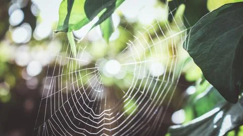 Spider web in the sun in the garden Stock Photos