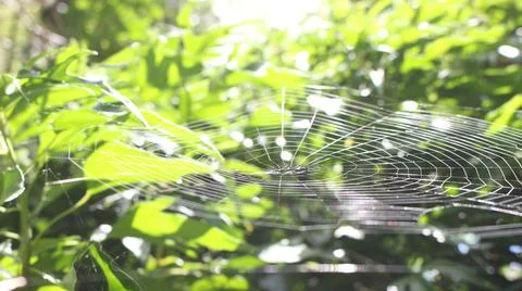 Spider web in the sun in the garden Stock Photos