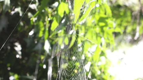 Spider web in the sun in the garden Stock Photos