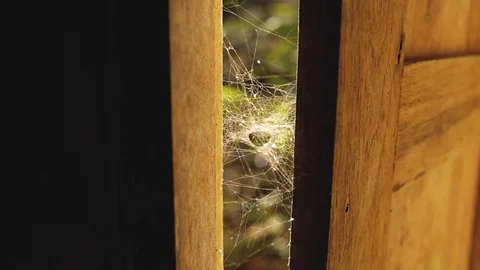 Spider web in the sun rays wooden windows Stock Footage 106334340