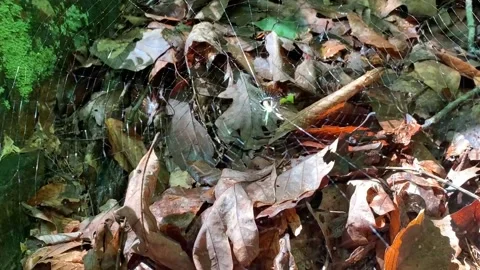 SPIDER WEB IN THE SUN IN THE WOODS Stock Footage 131336931