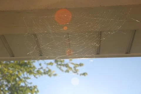 Spider web in sunlight with bokeh effect 库存照片