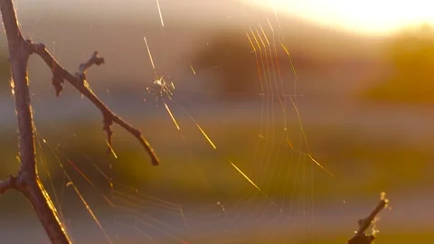 Spider with a web in the sunlight Vídeos de archivo 130877113