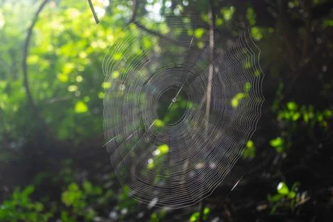 Spider Web In the sunlight in the jungle Stock Photos