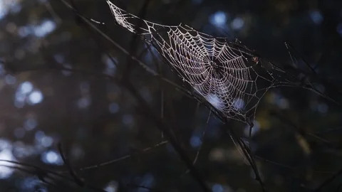 Spider Web in sunlight - Northwest Woods Stock Footage 86036880