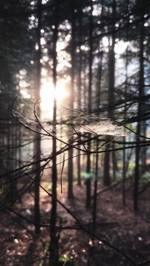 Spider Web in Sunlit Forest, Alsace, France Stock Footage 293632993