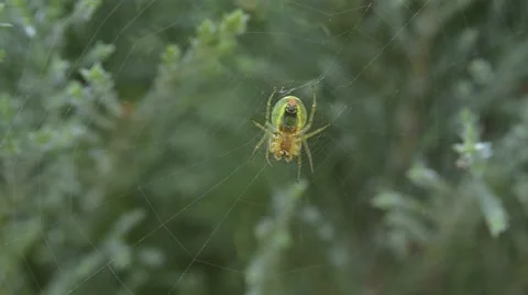 Spider on a web on a sunny day Stock Footage 51921848